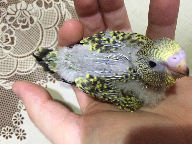 Vi presento Pollino...